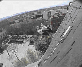 Instalación de cámara en campanario de la iglesia San Miguel Arcángel para observación de nido de cigüeñas